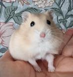 3 jonge dwerghamsters beschikbaar tam & kinderen gewend, Dieren en Toebehoren, Knaagdieren, Hamster, Januari, Meerdere dieren