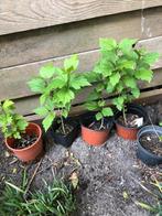 Hibiscus wit, Ophalen, Overige soorten, Volle zon