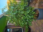 mooi groene ficussen, Ophalen, Overige soorten, 150 tot 200 cm, Volle zon