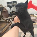 Actief Schippertje zoekt een gouden mand, Dieren en Toebehoren, Honden | Herdershonden en Veedrijvers, België, Particulier, Teef
