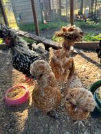 Kuifhoen broedeitjes met kans op krulveer, Mannelijk, Kip