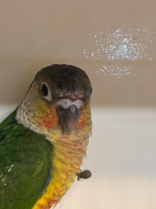 Jonge Pyrrhura’s net zelfstandig, Dieren en Toebehoren, Vogels | Parkieten en Papegaaien, Parkiet, Geslacht onbekend, Tam