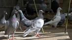 Postduiven, Dieren en Toebehoren, Vogels | Duiven, Meerdere dieren, Postduif