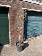 Olijf boom, Tuin en Terras, Planten | Bomen, Ophalen, Volle zon, Overige soorten, 100 tot 250 cm