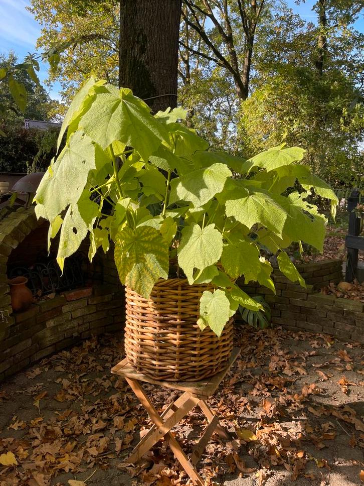 Kamerlinde in mand - prachtige bladeren!, Tuin en Terras, Planten | Tuinplanten, Vaste plant, Overige soorten, Volle zon, Lente