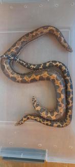 Koppel zandboa's, Dieren en Toebehoren, Reptielen en Amfibieën, Slang, Tam, 3 tot 6 jaar