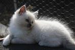 🌈 100% Ragdoll kittens 💟, Dieren en Toebehoren, Katten en Kittens | Raskatten | Langhaar, Meerdere dieren, Ontwormd, 0 tot 2 jaar