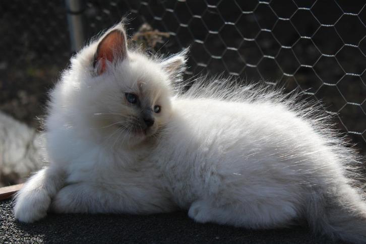 🌈 100% Ragdoll kittens 💟, Dieren en Toebehoren, Katten en Kittens | Raskatten | Langhaar, Meerdere dieren, 0 tot 2 jaar, Ontwormd