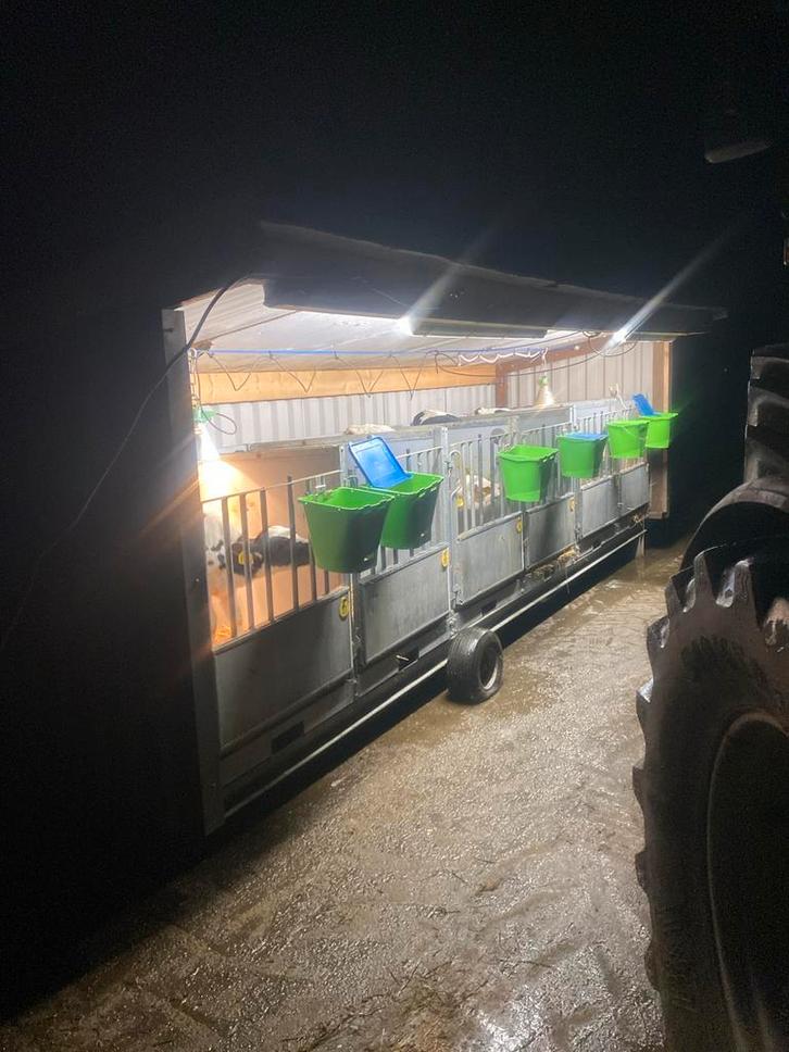 Kalveren kalfjes, Dieren en Toebehoren, Runderen, Mannelijk