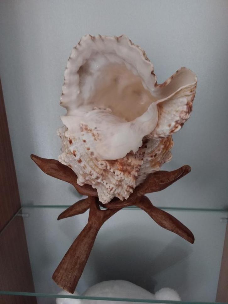 Hoornschelp uit Dominicaanse Republiek, Huis en Inrichting, Woonaccessoires | Wanddecoraties, Ophalen