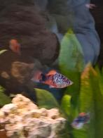 Plaatjes / platties verschillende kleuren, Vis