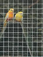 2 mooie turquoisine gele roodbuik, Dieren en Toebehoren, Meerdere dieren, Parkiet