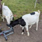Twee stamboek geiten, Vrouwelijk, Geit, 0 tot 2 jaar