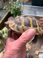 Griekse Landschildpad THB, Dieren en Toebehoren, Schildpad, 3 tot 6 jaar