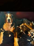 Superlieve Sint-Bernard pups, Dieren en Toebehoren, Honden | Niet-rashonden, 8 tot 15 weken, Groot, Meerdere, Meerdere dieren