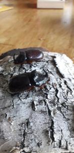 Neushoorn kevers, Dieren en Toebehoren, Insecten en Spinnen, Bijen