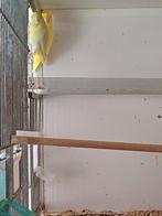 Mooie koppel forpus, Dieren en Toebehoren, Meerdere dieren, Parkiet