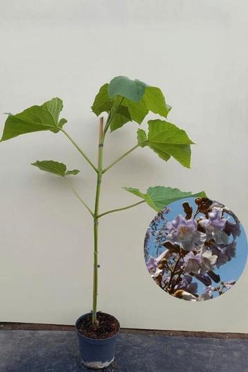 Paulownia tomentosa (Anna Paulownaboom) ☘️🪻 beschikbaar voor biedingen