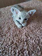 kittens geboren op 12 September, Oosters korthaar kittens, Dieren en Toebehoren, Katten en Kittens | Raskatten | Korthaar, Meerdere dieren