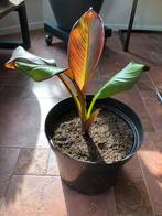 Ensete maurelli Rode bananenplanten, Zomer, Ophalen of Verzenden, Overige soorten, Volle zon