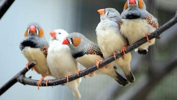 Div zebravinken beschikbaar voor biedingen