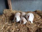 Hangoor dwerg konijntjes, Dieren en Toebehoren, Konijnen, Mannelijk, Dwerg, Hangoor