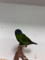 Driekleur papegaai amadines, Dieren en Toebehoren, Vogels | Overige Vogels, Meerdere dieren, Tropenvogel