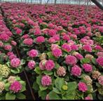 Mega Hortensia Roze Nu DE LAATSTE €10,-, Tuin en Terras, Planten | Tuinplanten, Halfschaduw, Zomer, Vaste plant, Ophalen of Verzenden