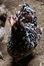Wyandotte Rood Gepareld, kriel., Dieren en Toebehoren, Pluimvee, Vrouwelijk, Kip