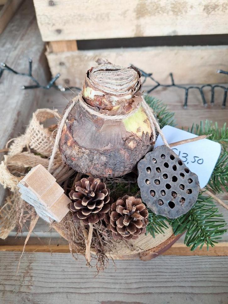 Amaryllis stukjes/ kerstkransen, Tuin en Terras, Planten | Tuinplanten, Overige soorten, Volle zon, Ophalen