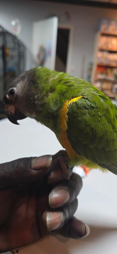 Super lieve jonge bonte boer., Dieren en Toebehoren, Vogels | Parkieten en Papegaaien, Papegaai, Vrouwelijk