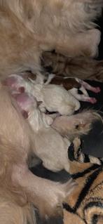 Te koop 4 pekingees pups (2reutje + 2 teefjes), Dieren en Toebehoren, Honden | Chihuahua's en Gezelschapshonden, CDV (hondenziekte)