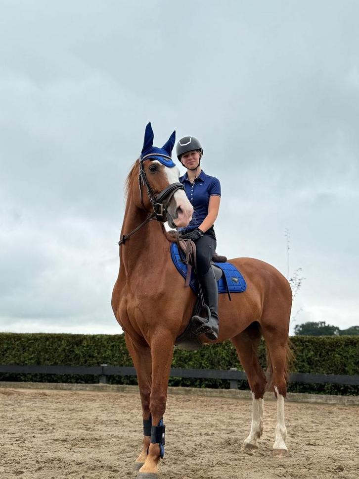 Bijrijdster gezocht!!, Dieren en Toebehoren, Paarden en Pony's | Verzorgingsproducten, Ophalen of Verzenden