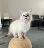 Ragdoll kitten te koop, Dieren en Toebehoren, Meerdere dieren, Ontwormd, 0 tot 2 jaar