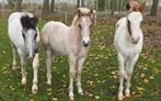3 super leuke veulens, Dieren en Toebehoren, Pony's, Meerdere dieren, Gechipt, 0 tot 2 jaar