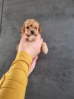 Lieve Toy Poedels Puppy's, Dieren en Toebehoren, Honden | Chihuahua's en Gezelschapshonden, Poedel, CDV (hondenziekte), 8 tot 15 weken