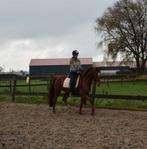 Knappe kwpn vos merrie & Stoere kruising fries 5jr, Ruin, 160 tot 165 cm, Recreatiepaard, 7 tot 10 jaar