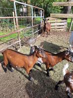 Jonge dwerggeiten, Dieren en Toebehoren, Schapen, Geiten en Varkens, Vrouwelijk, Geit, 0 tot 2 jaar