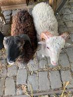 Ouessant rammen, Dieren en Toebehoren, Schapen, Geiten en Varkens, Mannelijk, Schaap