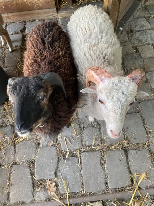 Ouessant rammen, Dieren en Toebehoren, Schapen, Geiten en Varkens, Schaap, Mannelijk