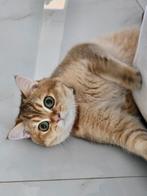 Britse korthaar Golden shaded met stamboom, Dieren en Toebehoren, Katten en Kittens | Raskatten | Korthaar, Poes, Met stamboom