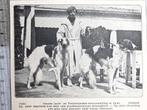 Zeist, Jacht- en Terrierhonden-tentoonstelling in 1925, Gebruikt, Dier, Voor 1940, Verzenden