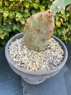 Opuntia Quimilo Cactus, Overige soorten, Volle zon, Vaste plant, Ophalen of Verzenden