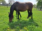 PRE merrie, Dieren en Toebehoren, Paarden, Merrie, Minder dan 160 cm, Gechipt, Dressuurpaard