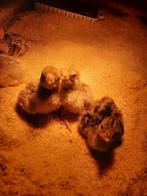 Kalkoenkuikens, Dieren en Toebehoren, Pluimvee, Meerdere dieren, Kalkoen