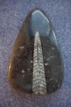 Geslepen en gepolijst fossiel van orthoceras (inktvis), Verzamelen, Ophalen of Verzenden, Fossiel