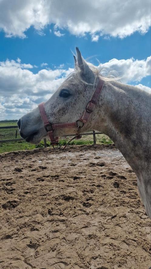 Arabisch Volbloed Arabier merrie 7 jaar schimmel, Dieren en Toebehoren, Paarden, Merrie, Zadelmak, Minder dan 160 cm, 7 tot 10 jaar