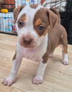 American bully pups nog 2 zoeken ⭐️⭐️⭐️⭐️⭐️🏠, Dieren en Toebehoren, Rabiës (hondsdolheid), Overige rassen, 8 tot 15 weken, Meerdere