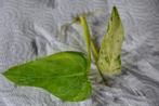 Philodendron Alatisulcatum variegata, Overige soorten, Minder dan 100 cm, Ophalen of Verzenden, Halfschaduw