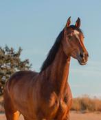 Allround merrie Z dressuur, Dieren en Toebehoren, Paarden, Z, Dressuurpaard, 11 jaar of ouder, 165 tot 170 cm